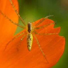 Peucetia rubrolineata
