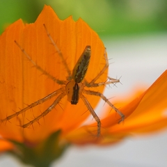 Peucetia rubrolineata