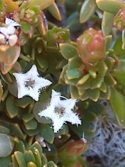 Pentachondra pumila
