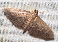 Pilocrocis ramentalis