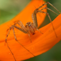 Peucetia rubrolineata