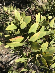 Arctostaphylos
