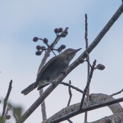 Vireo altiloquus