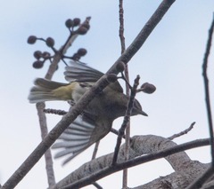 Vireo altiloquus