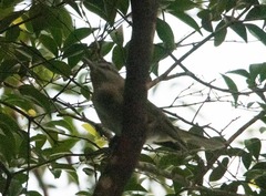 Vireo altiloquus