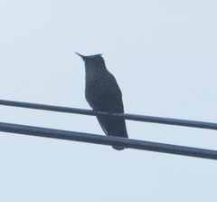 Orthorhyncus cristatus