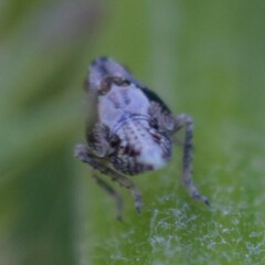 Danepteryx