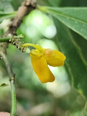 Caamembeca oxyphylla