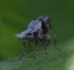 Danepteryx