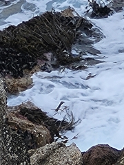 Laminariaceae