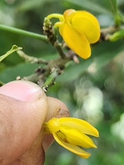 Caamembeca oxyphylla