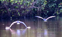 Nannopterum brasilianum