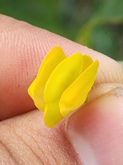 Caamembeca oxyphylla