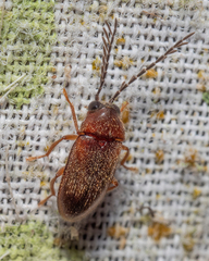Ptilodactyla