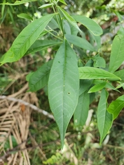 Caamembeca oxyphylla