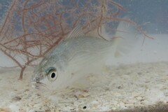 Bairdiella chrysoura