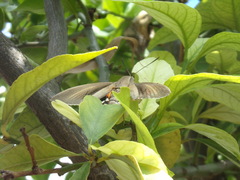 Paysandisia archon