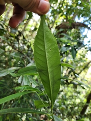 Caamembeca oxyphylla