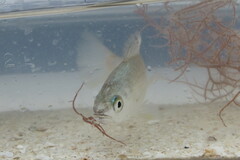 Bairdiella chrysoura