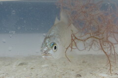 Bairdiella chrysoura