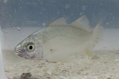 Bairdiella chrysoura