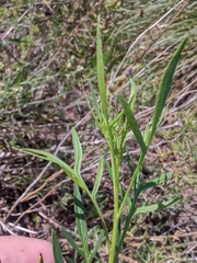 Solanum angustifidum