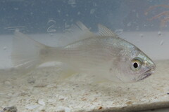 Bairdiella chrysoura