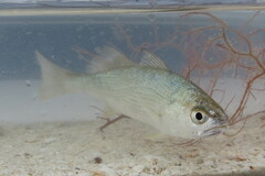 Bairdiella chrysoura