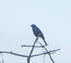 Molothrus bonariensis