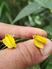 Caamembeca oxyphylla