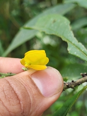 Caamembeca oxyphylla