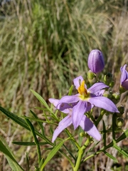 Solanum angustifidum