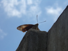 Paysandisia archon