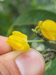 Caamembeca oxyphylla