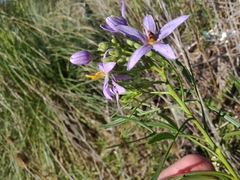 Solanum angustifidum