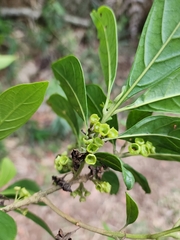 Aegiphila integrifolia