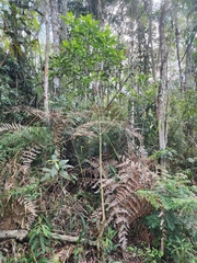 Aegiphila integrifolia