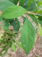 Aegiphila integrifolia