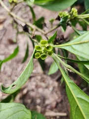 Aegiphila integrifolia