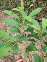 Aegiphila integrifolia