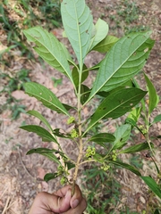 Aegiphila integrifolia