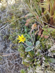 Brachyglottis lagopus