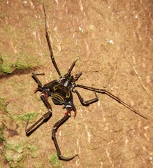 Sadocus polyacanthus