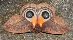 Automeris postalbida