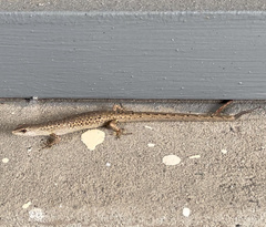 Saproscincus spectabilis