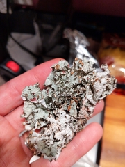 Platismatia tuckermanii