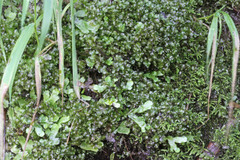 Marchantia polymorpha