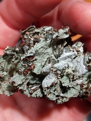 Platismatia tuckermanii