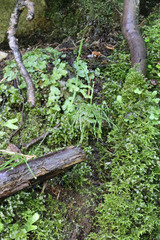 Marchantia polymorpha