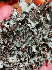 Platismatia tuckermanii